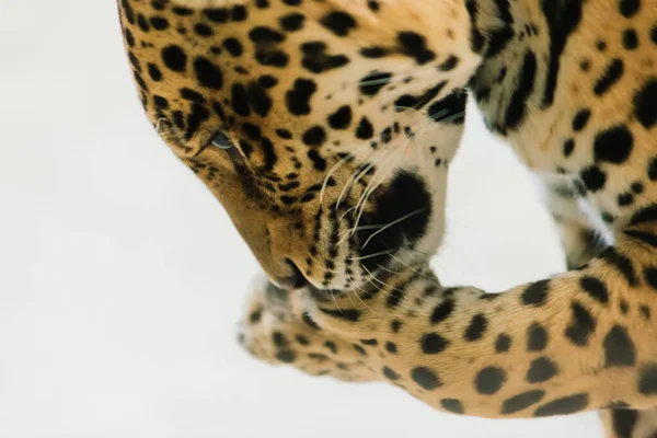 Leopard Pantera Padus Kotia Звір Скелі — стокове фото
