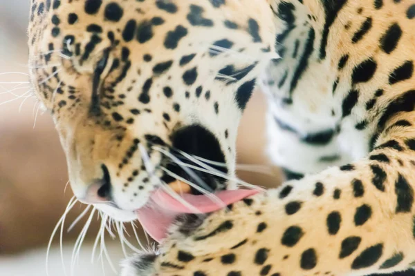 Leopardo Pantera Padus Kotiya Besta Uma Rocha — Fotografia de Stock