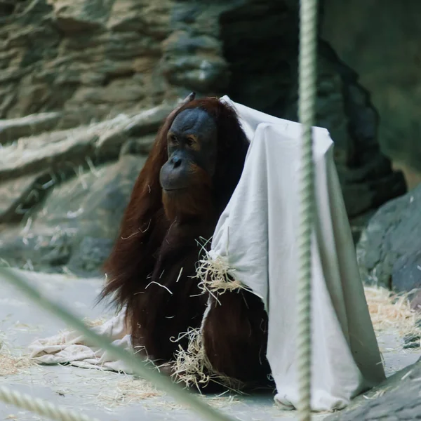 Bornean Old Big Orangutan Pongo Pygmaeus 詳細頭の男性写真 — ストック写真