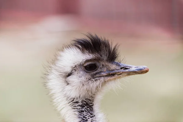 Ostrich Fej Bezárva Őszi Időjárás Park Szabadban — Stock Fotó