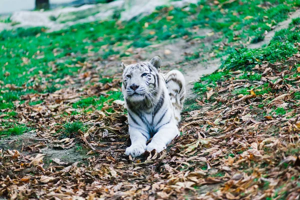 Tigre Grande Branco Tigre Branqueado Parque Outono Que Coloca Anda — Fotografia de Stock