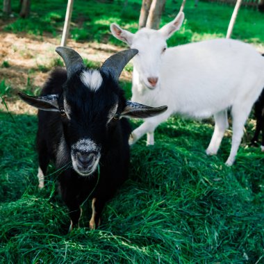 Güneşli bir bahar gününde yeşil çayırlarda otlayan genç beyaz keçi.