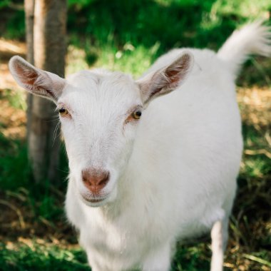 Güneşli bir bahar gününde yeşil çayırlarda otlayan genç beyaz keçi.