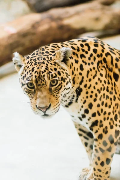 Leopardo Pantera Padus Kotiya Besta Uma Rocha — Fotografia de Stock