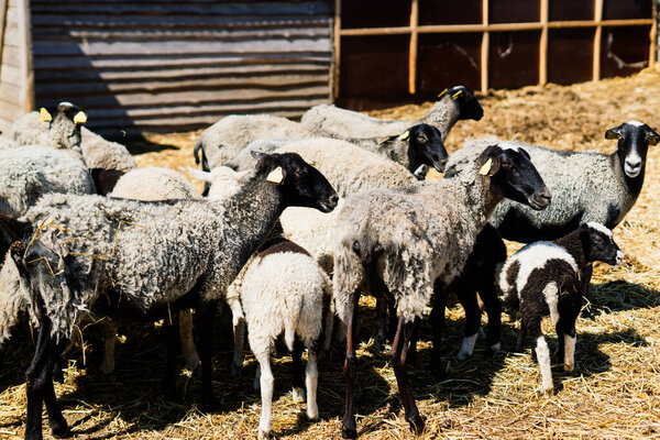 Молодой белый козел, пасущийся на зеленом лугу в солнечный весенний день