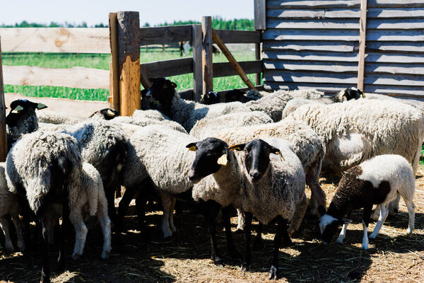 Молодой белый козел, пасущийся на зеленом лугу в солнечный весенний день