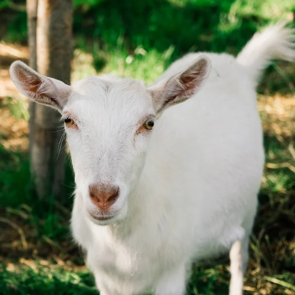 Güneşli bir bahar gününde yeşil çayırlarda otlayan genç beyaz keçi.