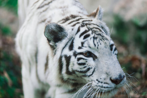 White big tiger, bleached tiger in an autumn park laying and walk, close up