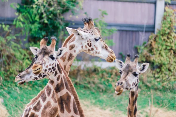 自然の中でキリンCamelopardalisと動物園の肖像画を閉じます — ストック写真