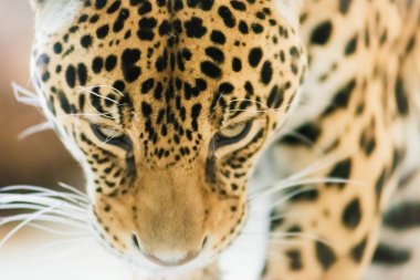 Chinese leopard or North China leopard in zoo