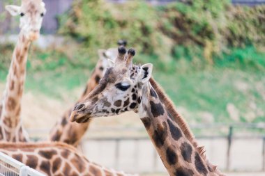 Doğa ve hayvanat bahçesindeki bir zürafa camelopardalis 'in yakın portresi
