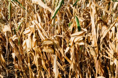 Dried out corn field in Germany, autumn sunny day, a blue sky