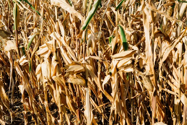 Dried out corn field in Germany, autumn sunny day, a blue sky
