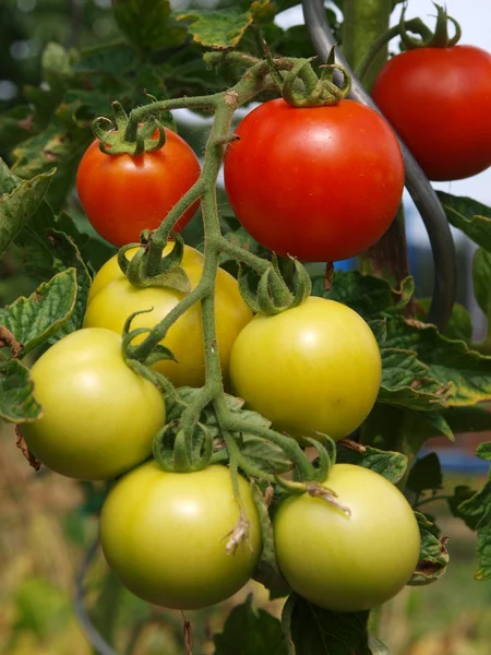 番茄植物 1 — 图库照片