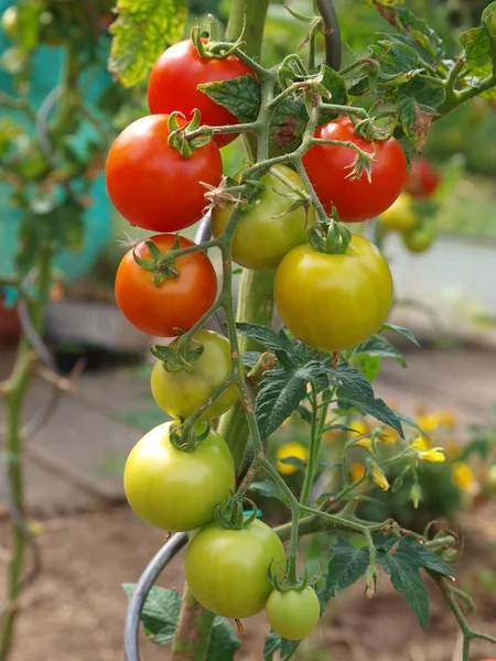 Rostlina rajčete 4 — Stock fotografie