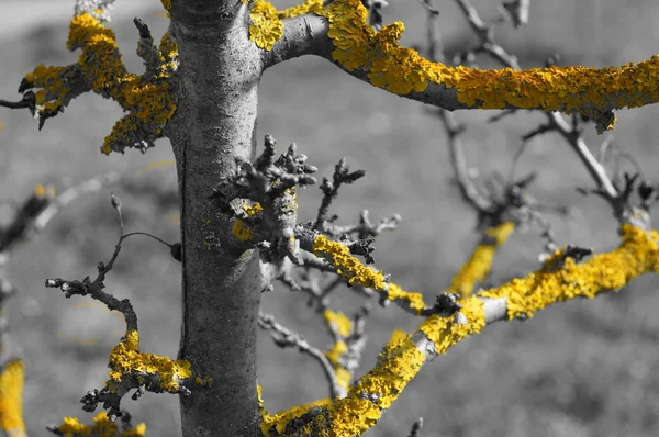 Árbol con liquen amarillo (SWY ) —  Fotos de Stock