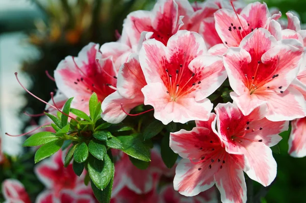 pembe ormangülü - ormangülü simsii