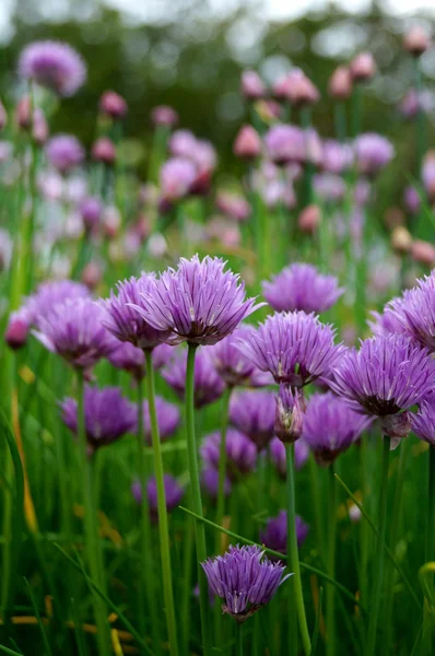 Purple blooming chives (allium) (30) — Stock Photo, Image