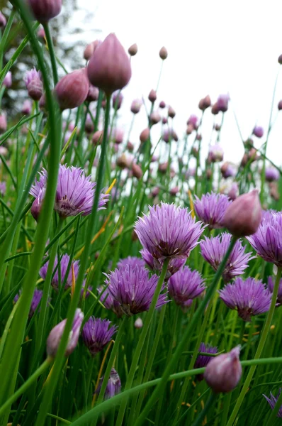 Purple blooming chives (27) — Stock Photo, Image