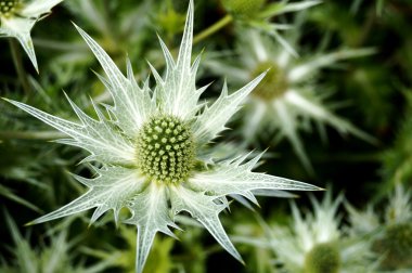 Eryngium gigantum