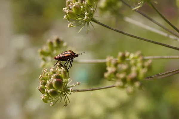 Černé a červené pruhované chyba (1) — Stock fotografie