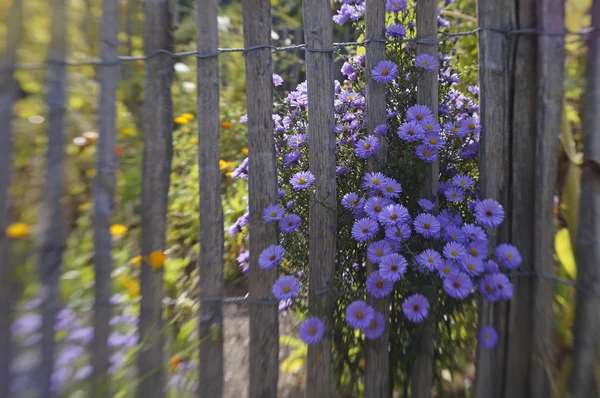 Clôture de jardin avec des fleurs violettes vives (2 ) — Photo