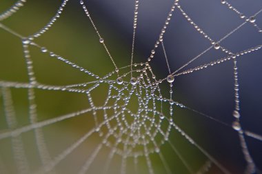 örümcek ağı ile çiğ (1 inci)