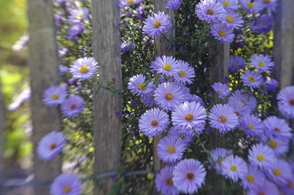 Cerca de jardim com flores roxas brilhantes (1 ) — Fotografia de Stock