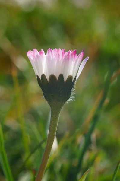 데이지 (bellis perennis)-근접 촬영 — 스톡 사진