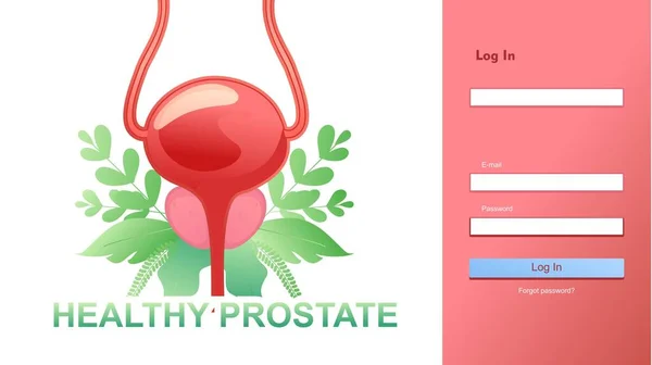 Concept médical organe interne prostate — Image vectorielle