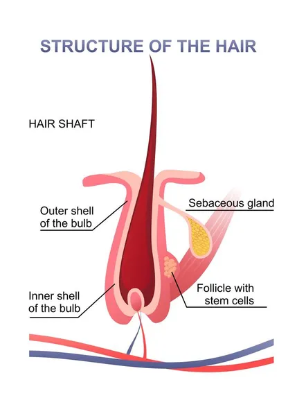 Human hair structure educational poster — Stock Vector