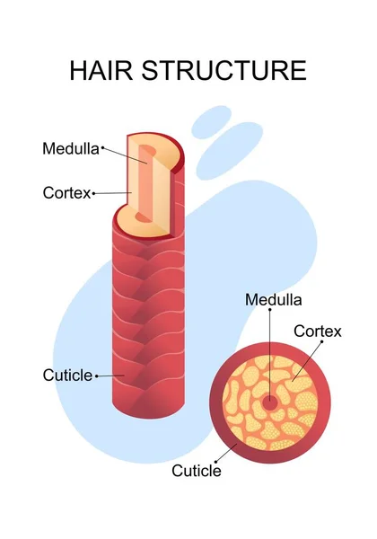 Menselijke haarstructuur educatieve poster — Stockvector