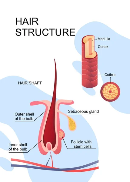 Menselijke haarstructuur educatieve poster — Stockvector