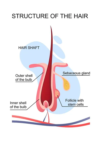 Structure des cheveux humains affiche éducative Illustrations De Stock Libres De Droits