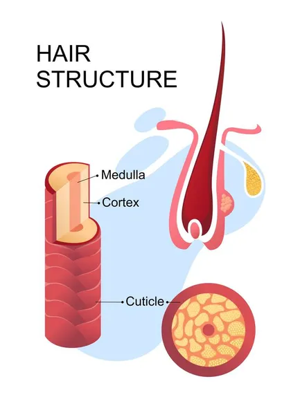 Menselijke haarstructuur educatieve poster — Stockvector