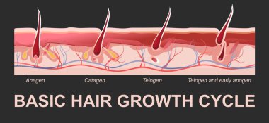 Biyoloji ve insan tüyü yetiştirme aşaması için vektör illüstrasyon yatay poster