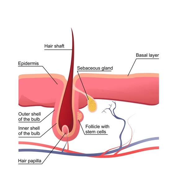 Estructura del cabello humano cartel educativo — Vector de stock