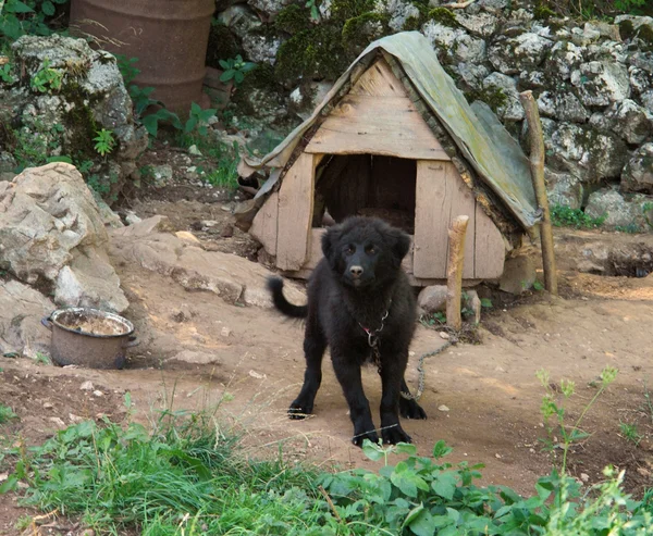 Dog and kennel — Stock Photo, Image