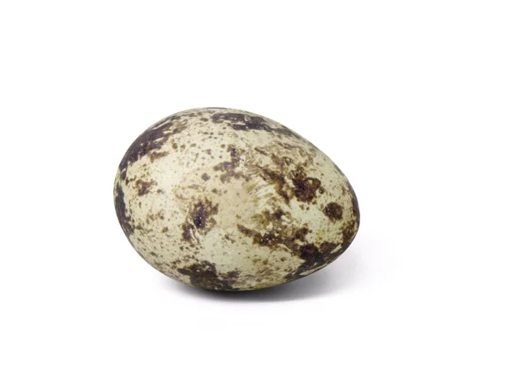 Vaktelägg — Stockfoto