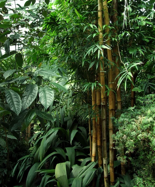 Tropical greenhouse scenery — Stock Photo, Image