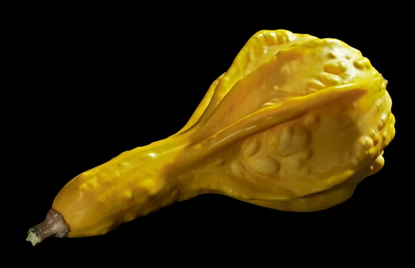 Κίτρινο curcurbit — Φωτογραφία Αρχείου