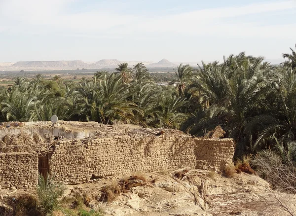 Bahariya oasis — Stok fotoğraf