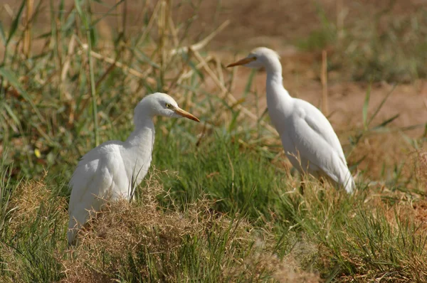 Egrets de gado — Fotografia de Stock