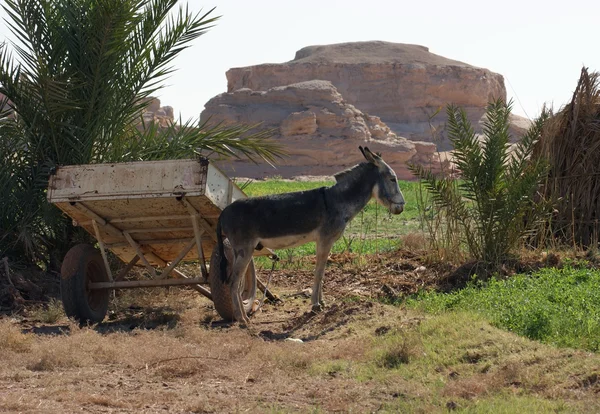 Donkey and cart — Stock Photo, Image