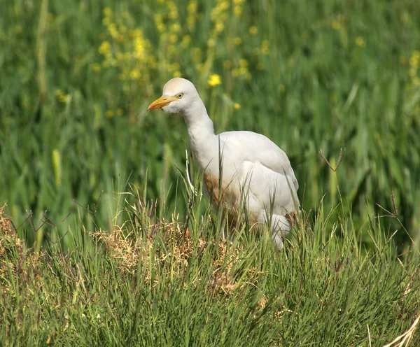 Cattle Egret — Stock Photo, Image