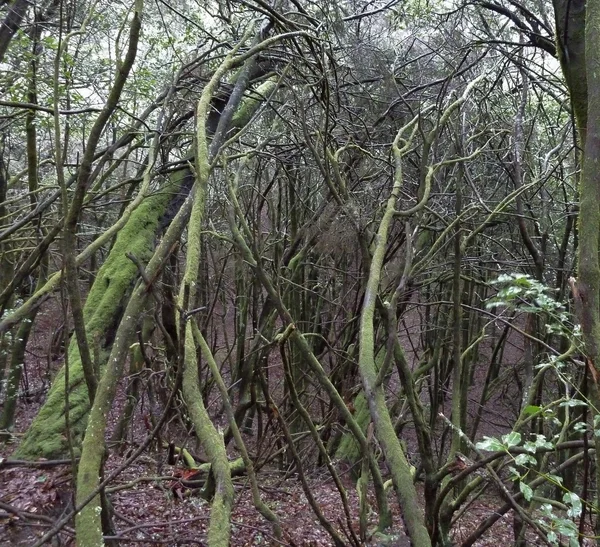 Лорельский лес — стоковое фото