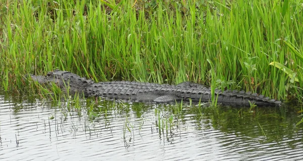 Alligator in Florida — Stockfoto
