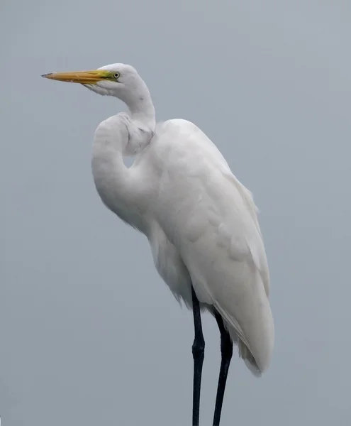 Grande egret — Fotografia de Stock