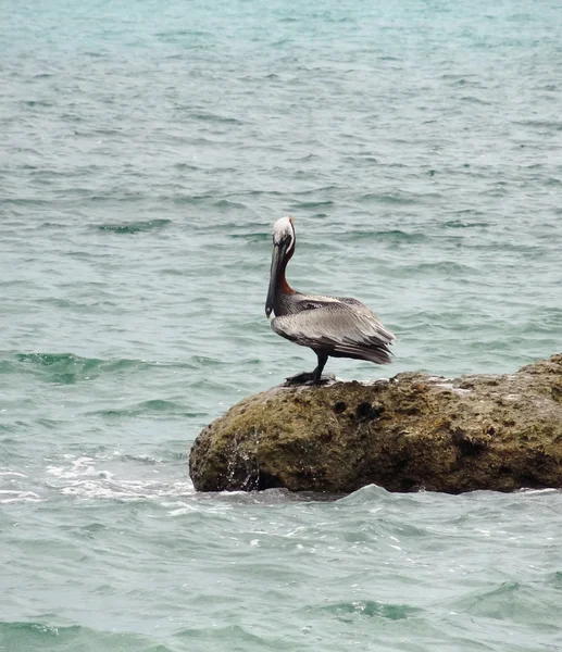 Pelican — Stock Photo, Image