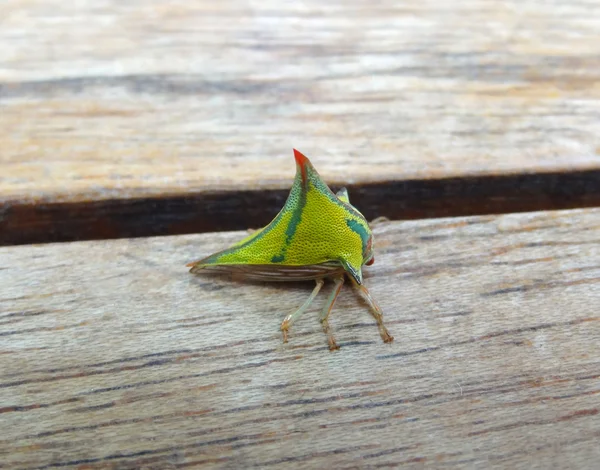 Green Treehopper — Stock Photo, Image